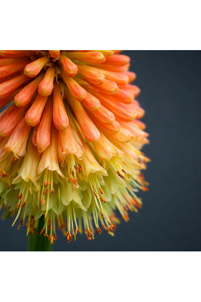 Кніфофія Альказар відкривання квіток